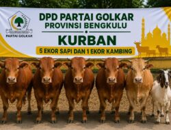 Hari Raya Iduladha 1447 Hijriah, DPD Partai Golkar Provinsi Bengkulu Kurban 5 Sapi dan 1 Kambing